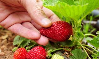草莓育种方法
